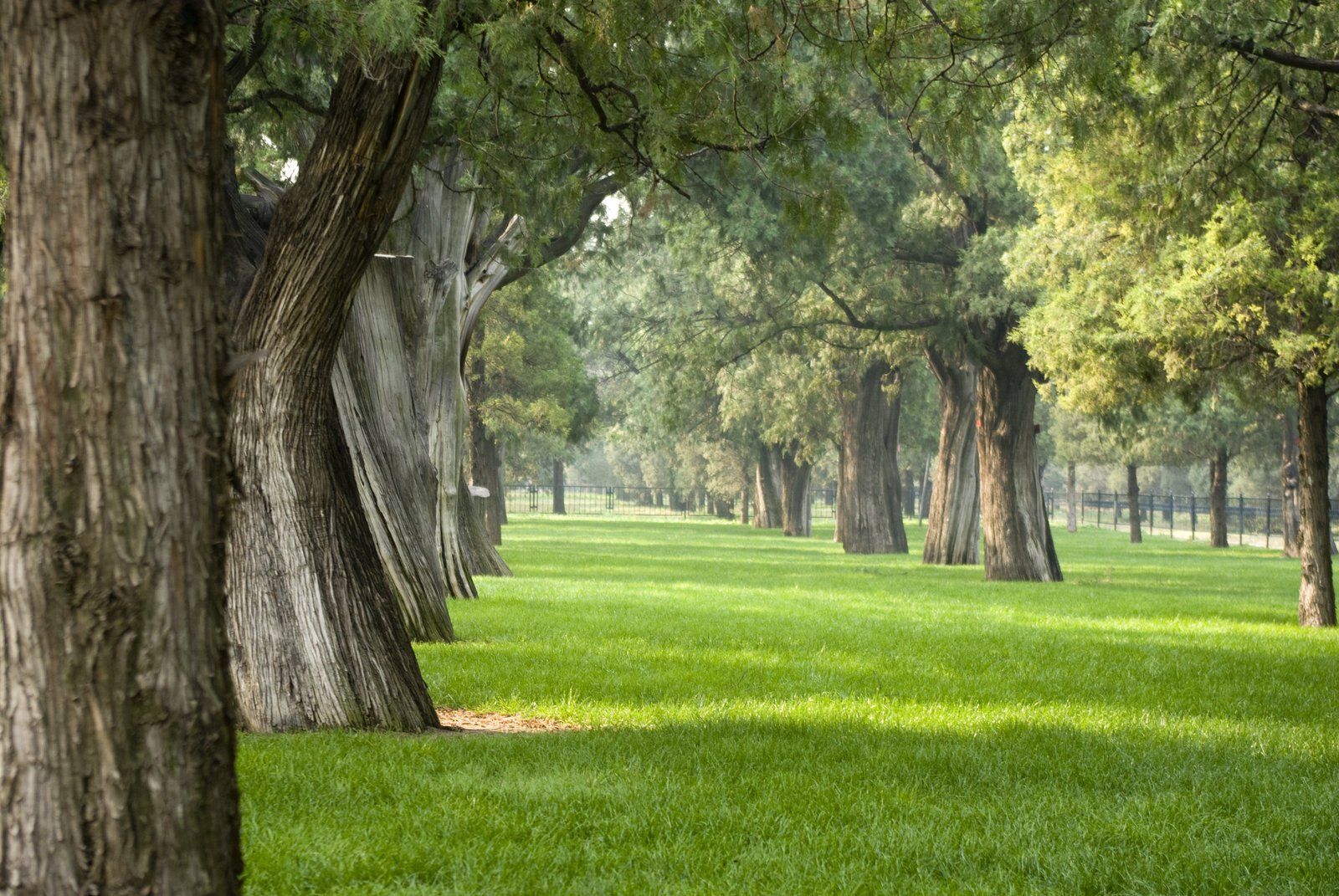 field with row of tree