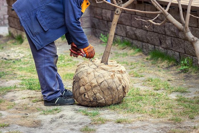 man doing tree planting