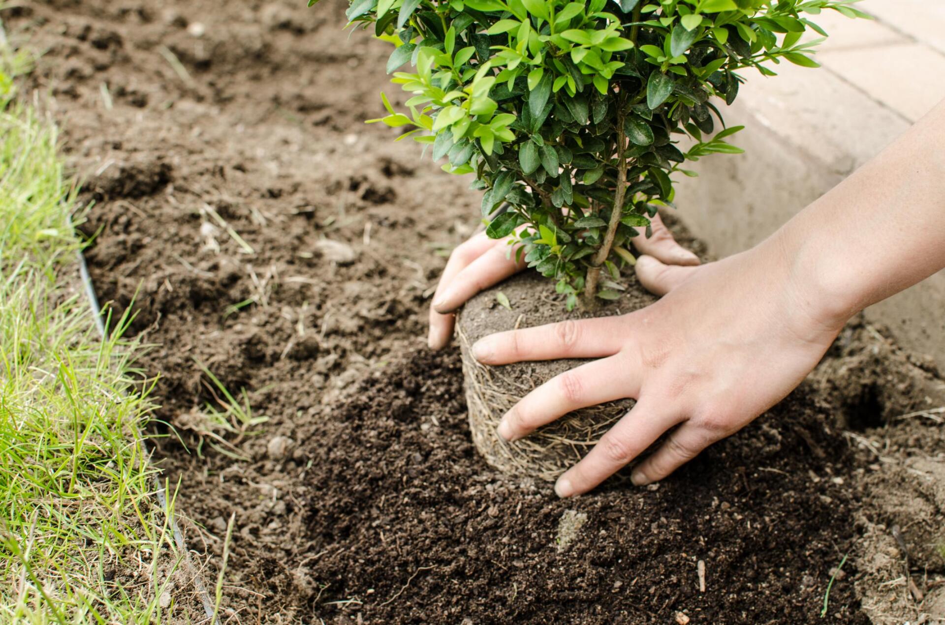 someone doing tree planting