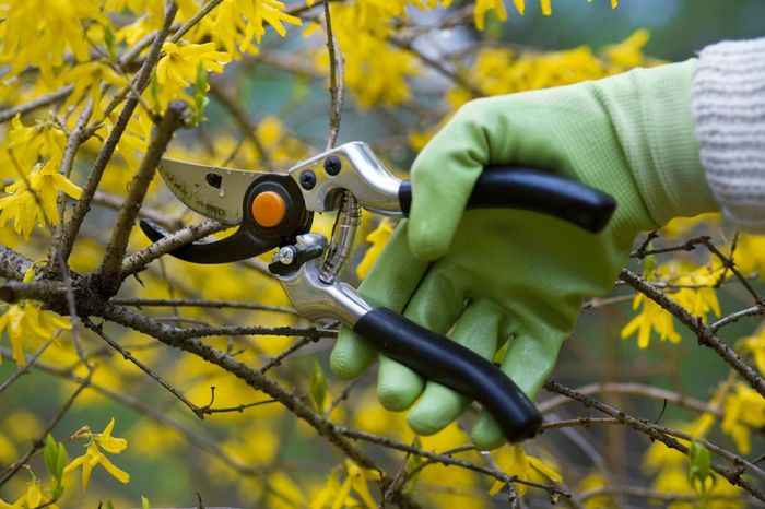 tree pruning using shears