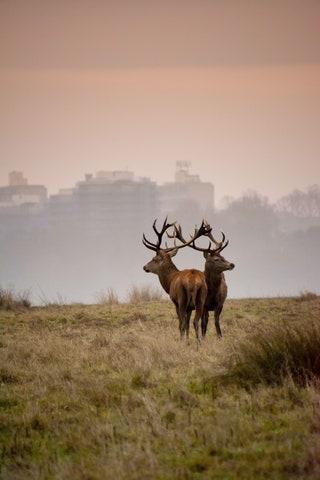 Richmond Park