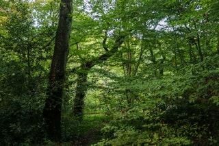Queens Wood