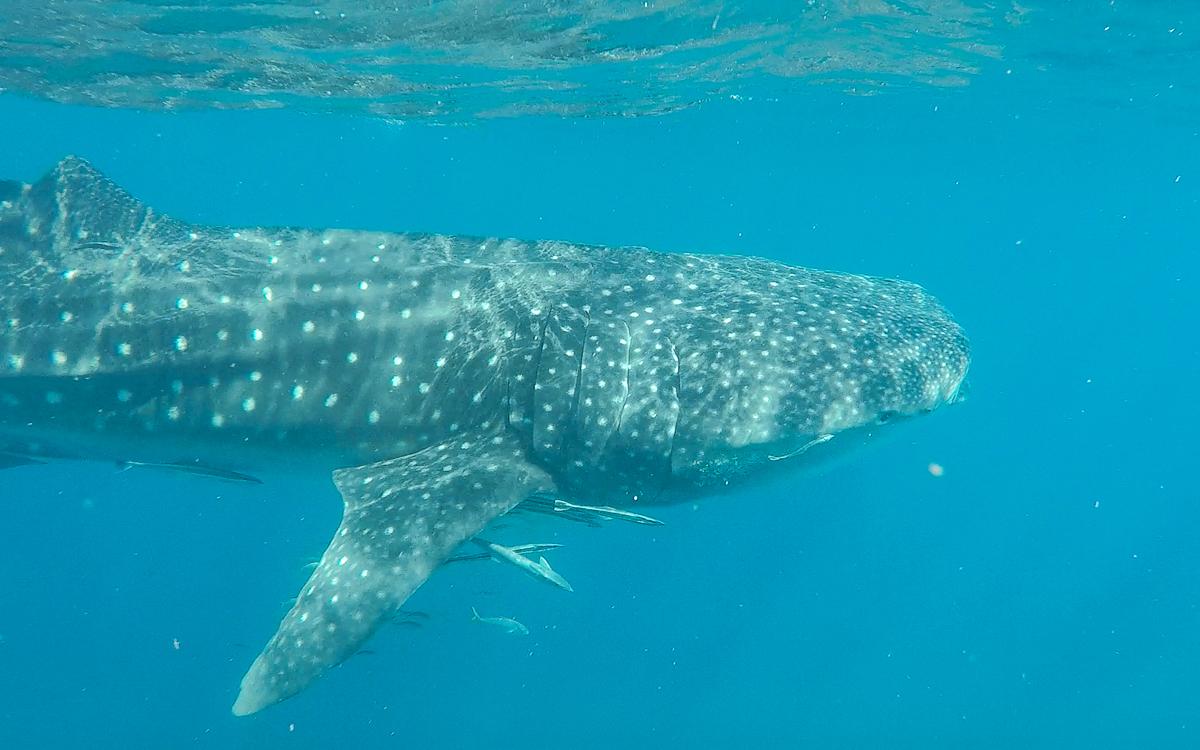 Schwimmen mit Walhaien |&nbsp;Ningaloo Reef, Westaustralien
